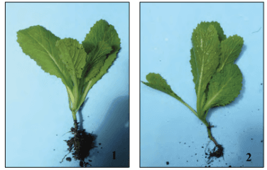 Secondary Salinization