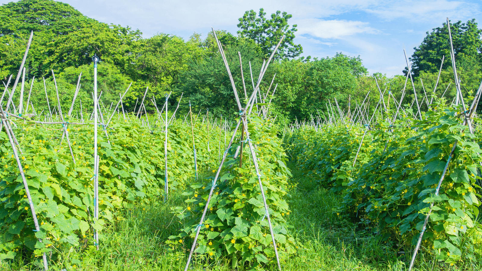 After compost utilization